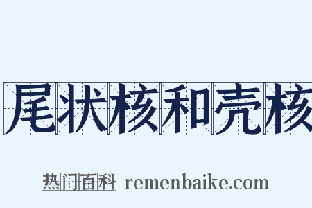 尾状核和壳核是什么意思的图片